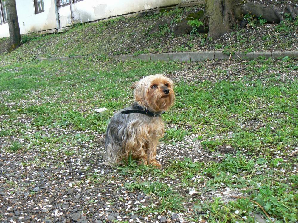 kiki 1 20120702 1348834645